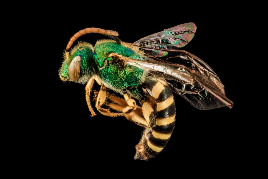 Profile view of bee with green head and thorax, and yellow and black abdomen