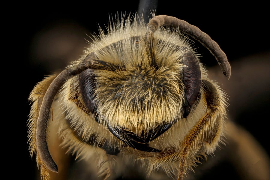 Close-up of fuzzy male bee with black face and antennae visible