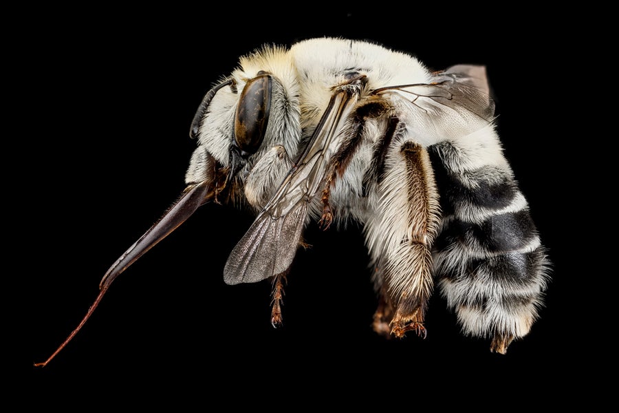 Side view of bee with extended proboscis, yellow-black striped body