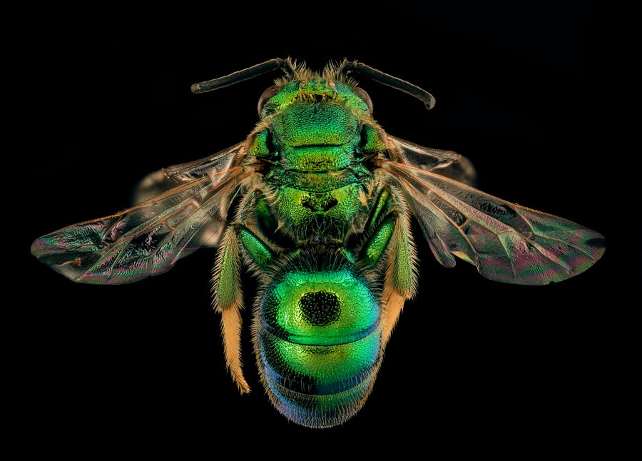 Metallic emerald green bee