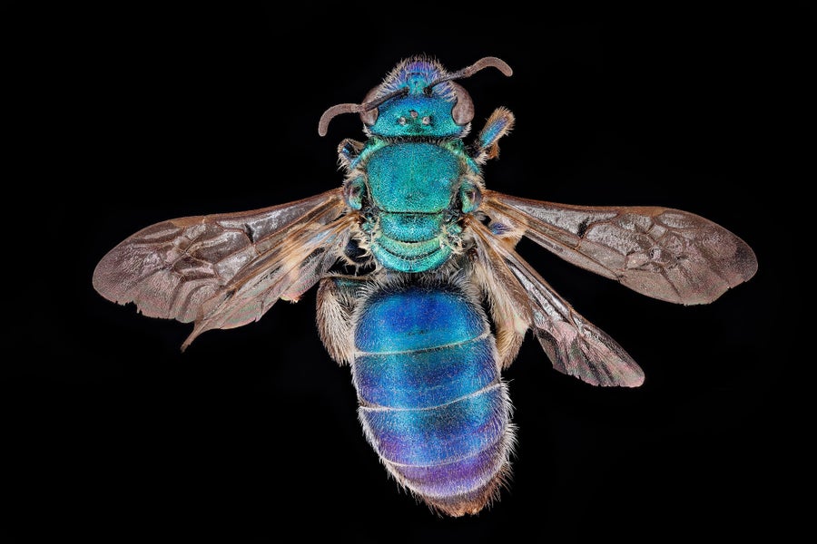 Metallic blue bee