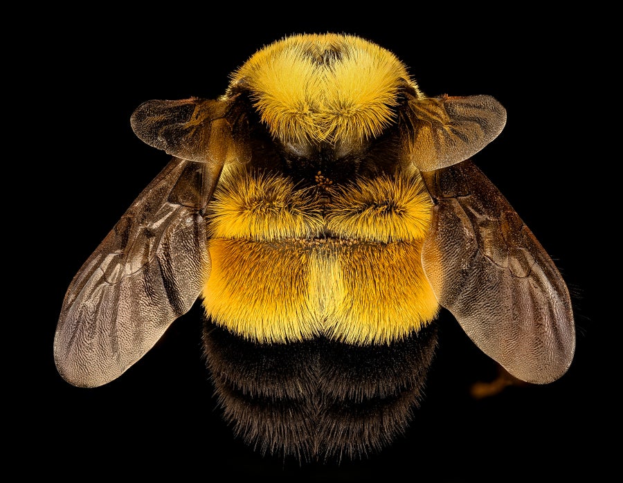 Fuzzy bumblebee with small wings close to head, resembling little ears