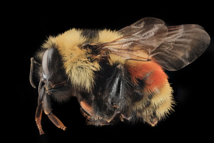 Bumblebee with a splash of reddish orange on its fuzzy abdomen