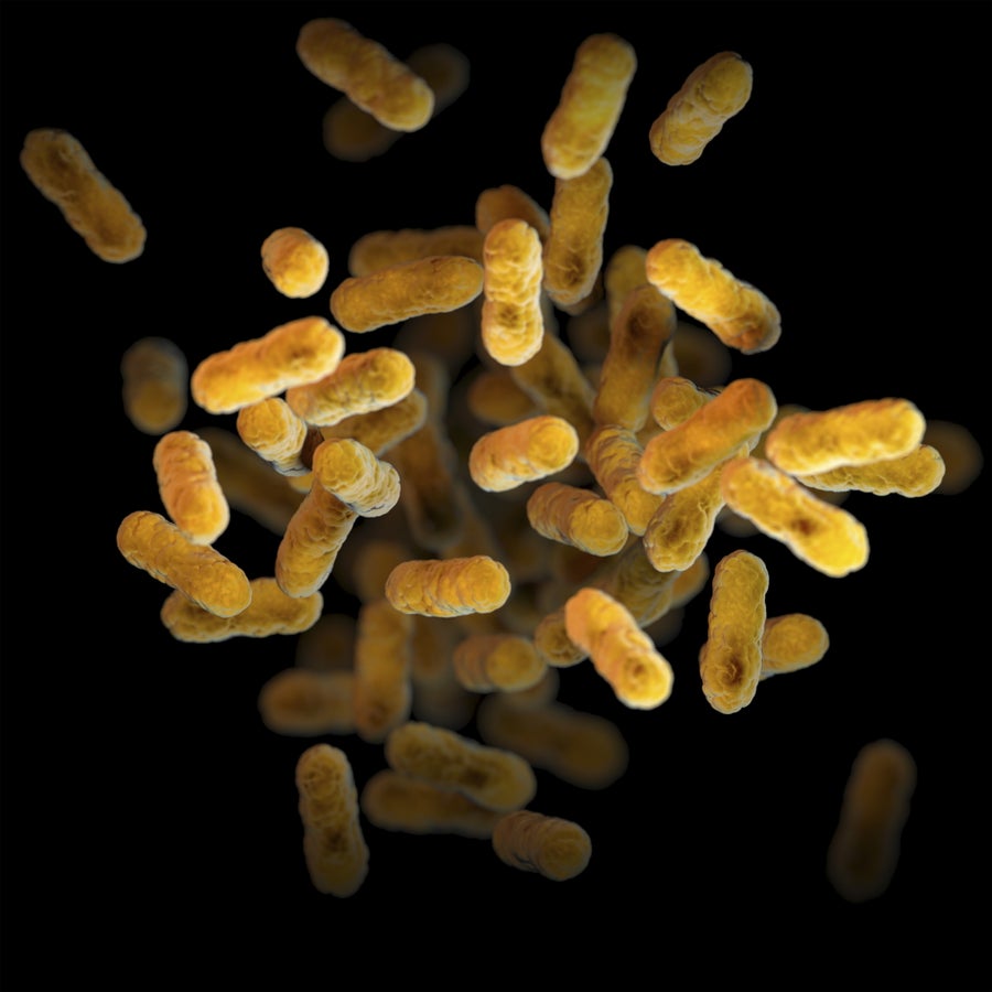 3D illustration of a group of aerobic, gram-negative, Bordetella pertussis bacteria.