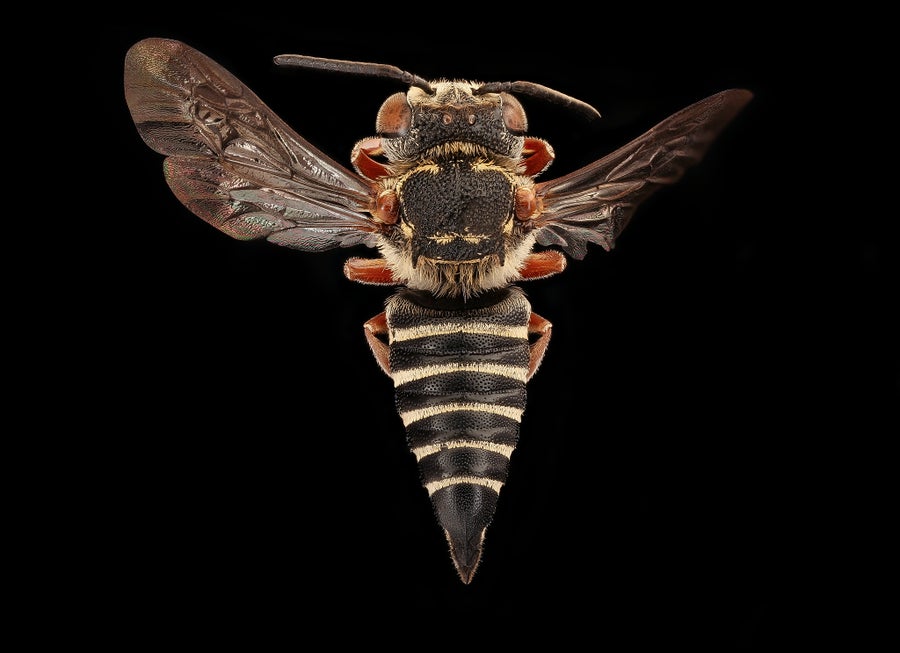 Slender, dark bee with curved hind legs and translucent wings