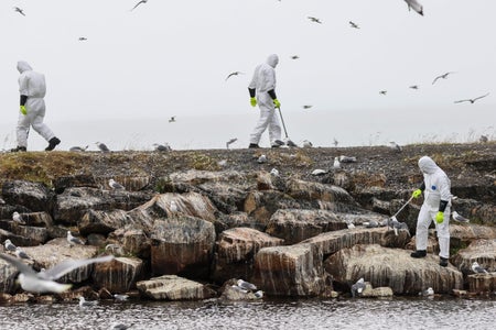 People in hazmat suits collect dead birds on rocky shoreline