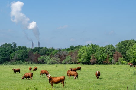 Cows grazing in a field with coal power plant in background