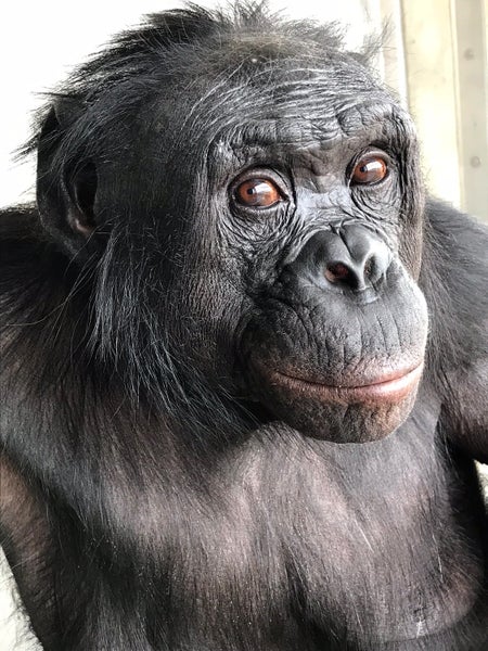 Kanzi the bonobo gazes into the camera