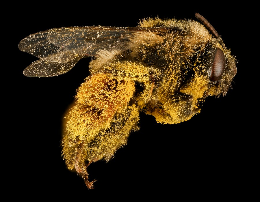 Profile view of pollen-covered bee
