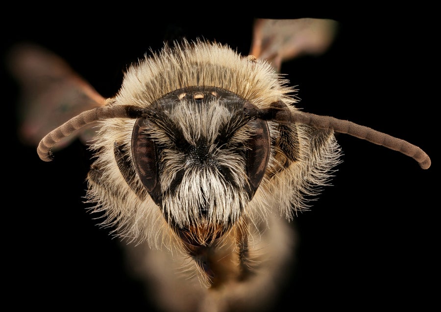 Close up view of fuzzy bee face