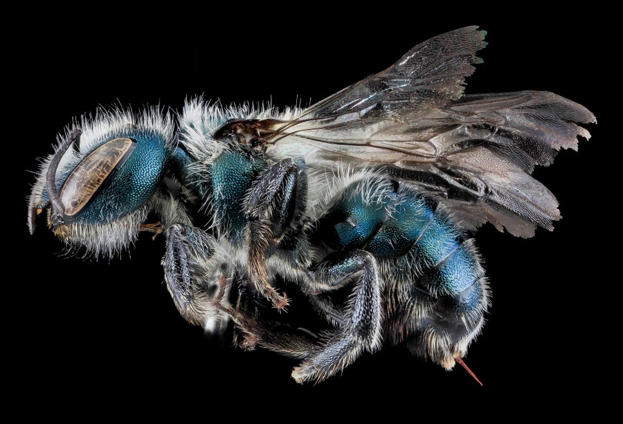 Profile view of bee with red stinger