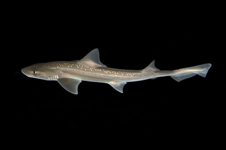 Rig (Mustelus lenticulatus) in water