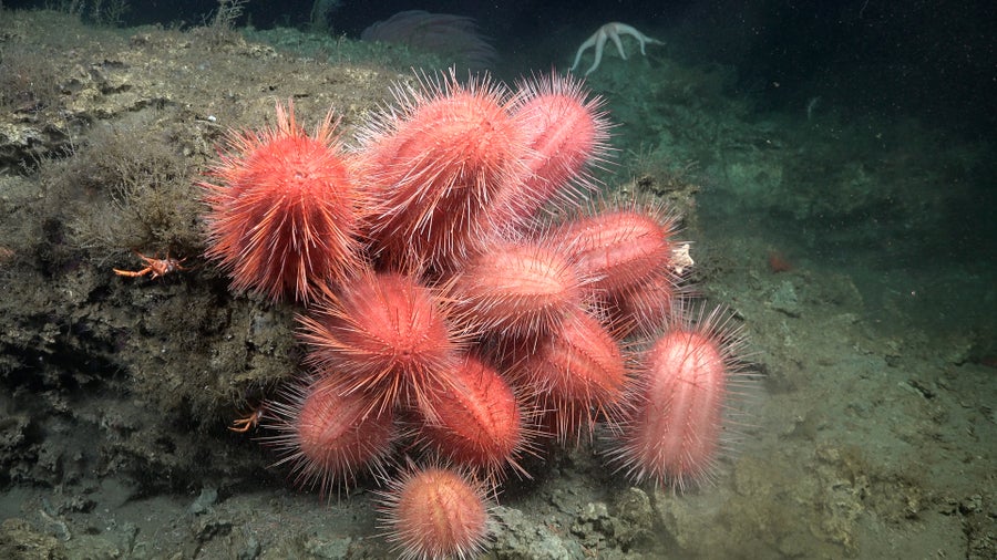 sea urchins