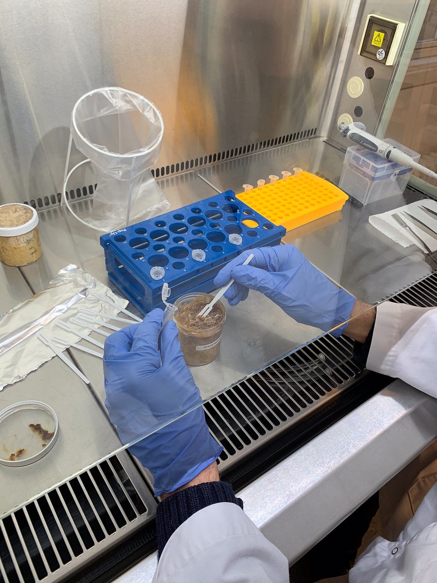 A researcher's gloved hands are seen sampling miso in a lab on a stainless steel counter