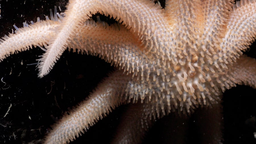 starfish underside