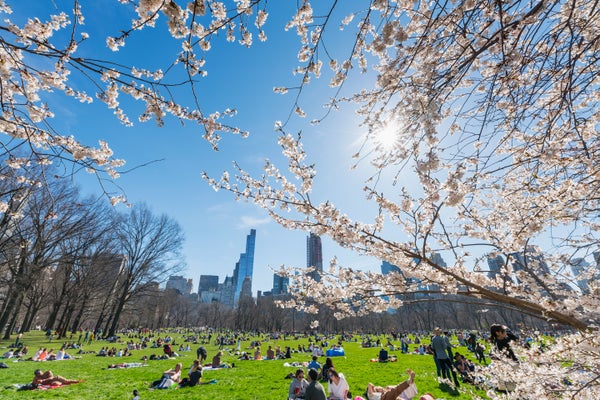 People sunbathing and picnicking on Central Park's Sheep Meadow in New York City in early Spring with blossoming cherry tree branches in the foreground and bare trees and the city skyline visible in the background