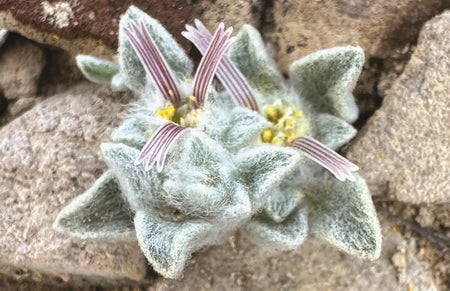 Woolly devil close up
